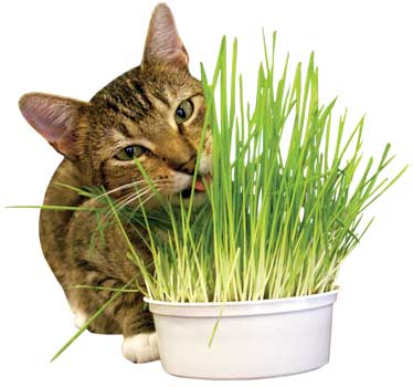 Easy Grow Oat Grass Kit