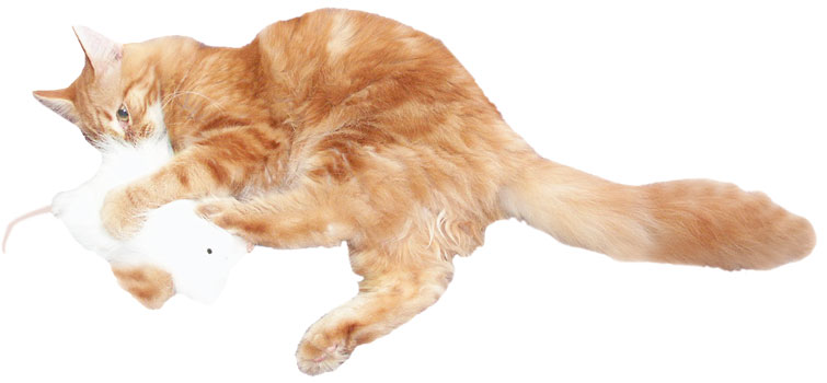 Pouncy Mouse Catnip Toy