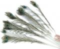 Peacock Feathers 1